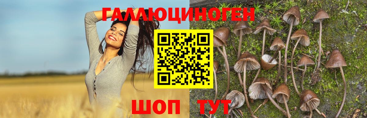 Прокопьевск  Псилоцибиновые грибы прущие грибы  Вход с VPN 